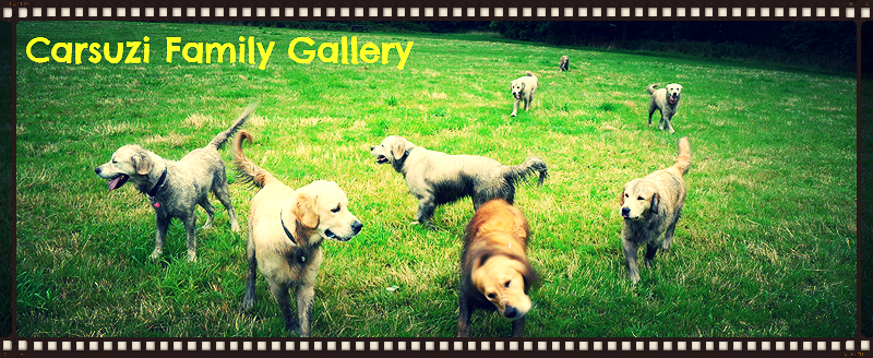 CANINE GALLERY