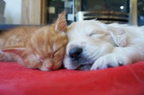 It has been great for the puppies to get used to cats at such a young age.